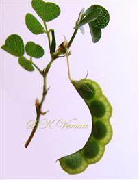  Legume